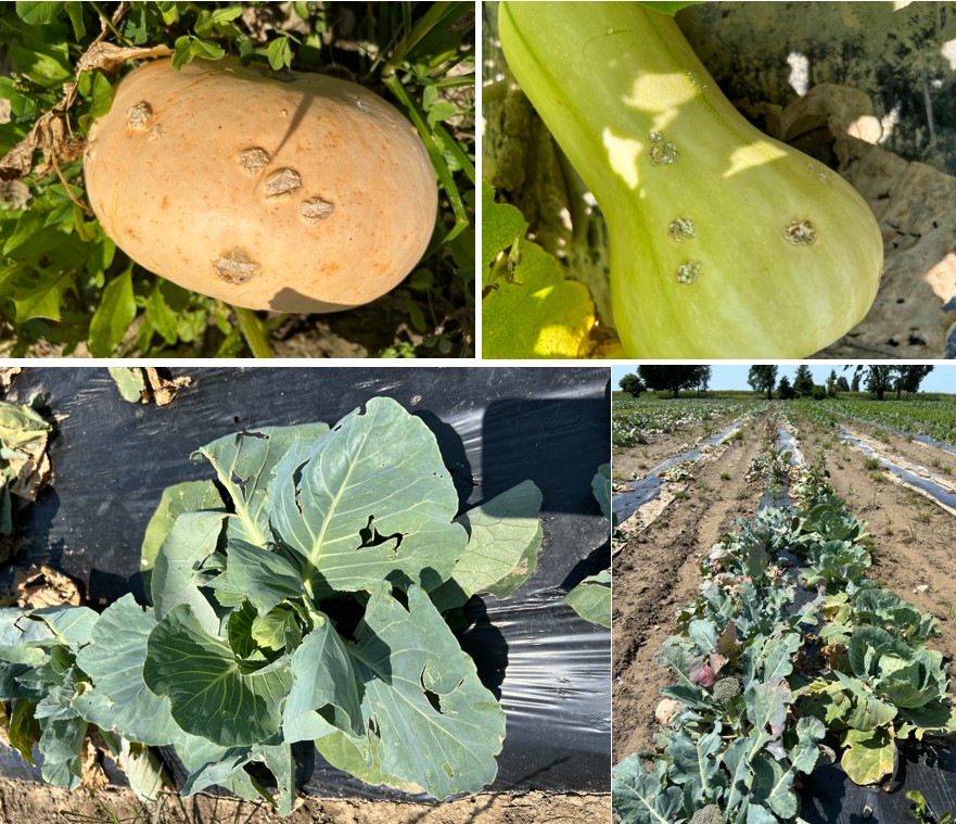 Hail damage to several vegetable crops.